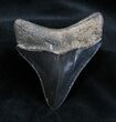 Very Sharp Jet Black Inch Megalodon Tooth #1663-1
